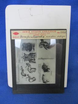 Vintage 7 Keystone Slides Featuring Anatomy Studies (#197, #245, #431, #451, #452, #458, #462) -