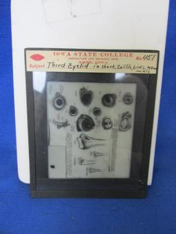 Vintage 7 Keystone Slides Featuring Anatomy Studies (#197, #245, #431, #451, #452, #458, #462) -