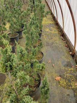 Juniper Robusta Green 53x$