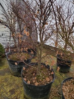 Bloodgood Japanese Maple 4x$