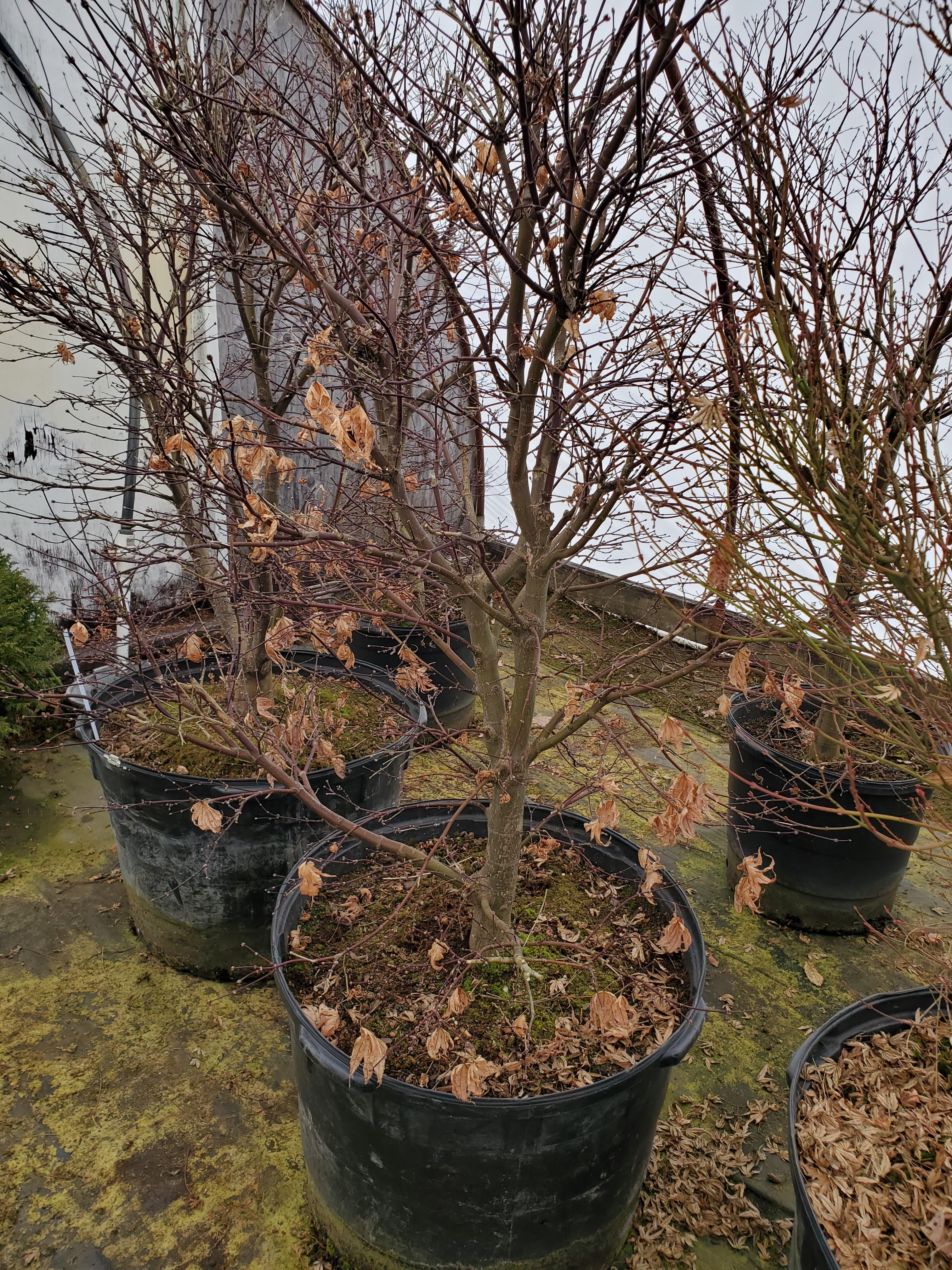 Bloodgood Japanese Maple 4x$