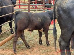 (2) BLACK COW/CALF PAIRS