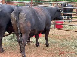 (1) BLACK BRED COW