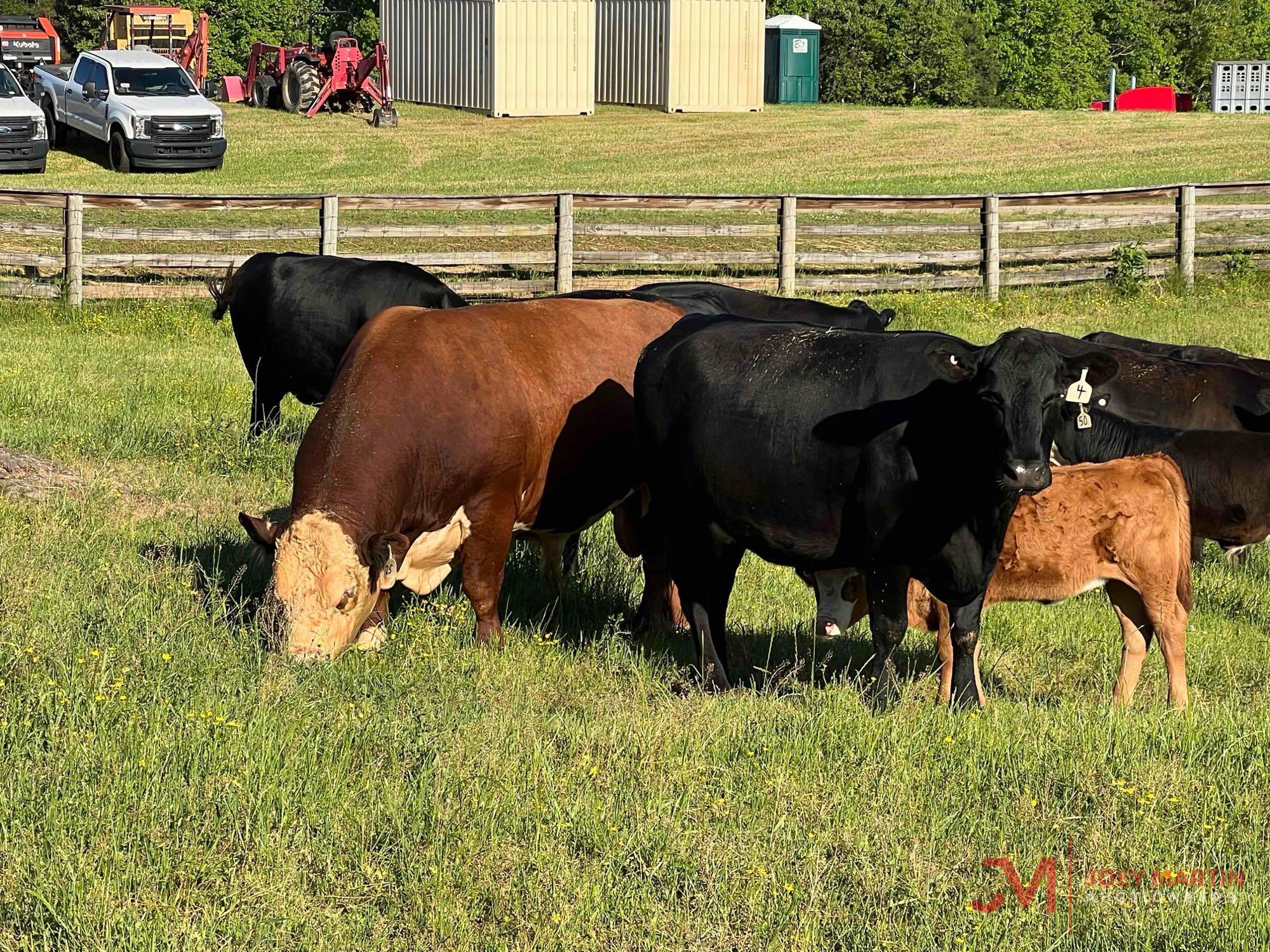 AMERICAN POLLED HEREFORD BULL