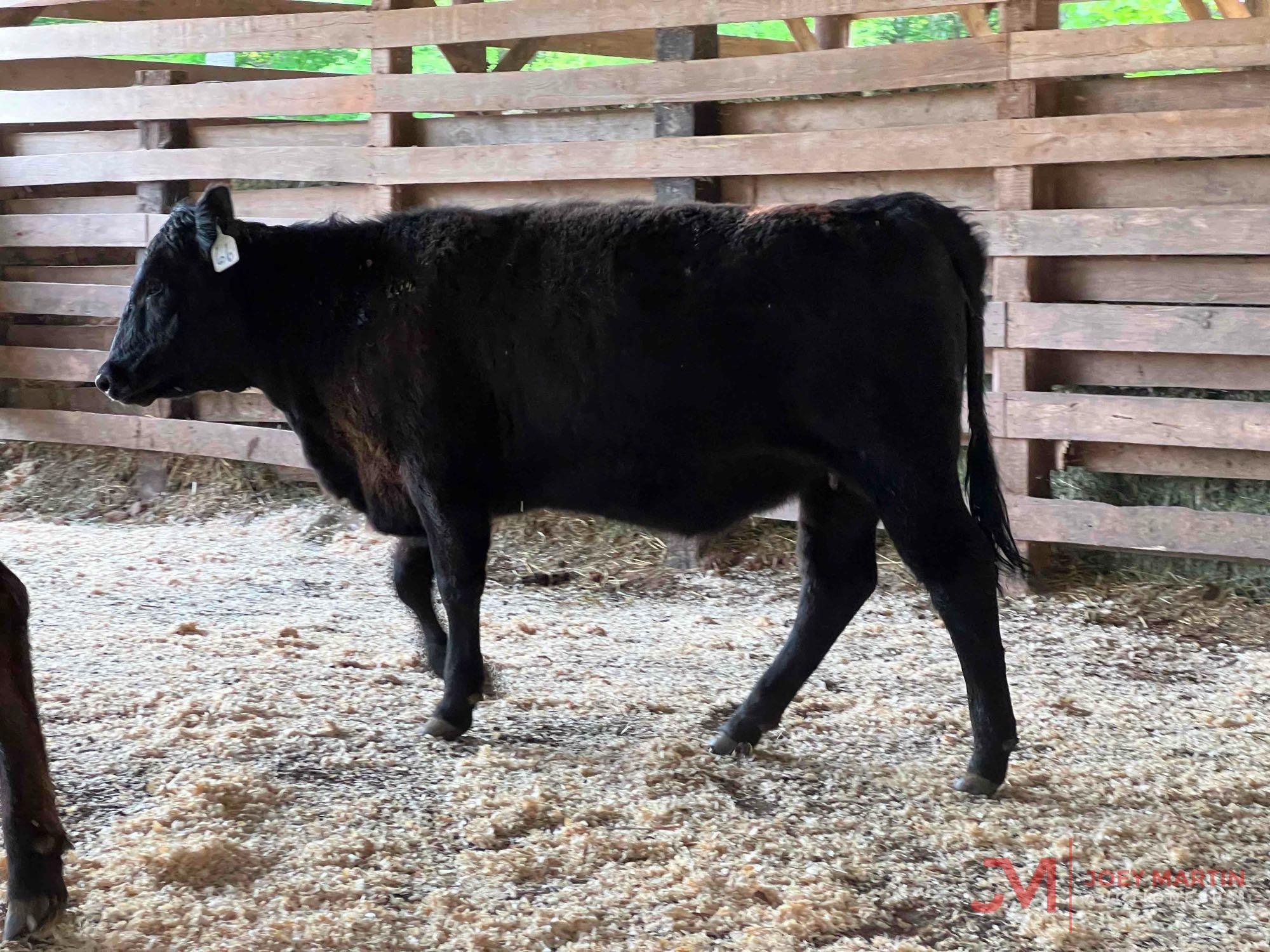 (5) ANGUS, ANGUS CROSS OPEN HEIFERS