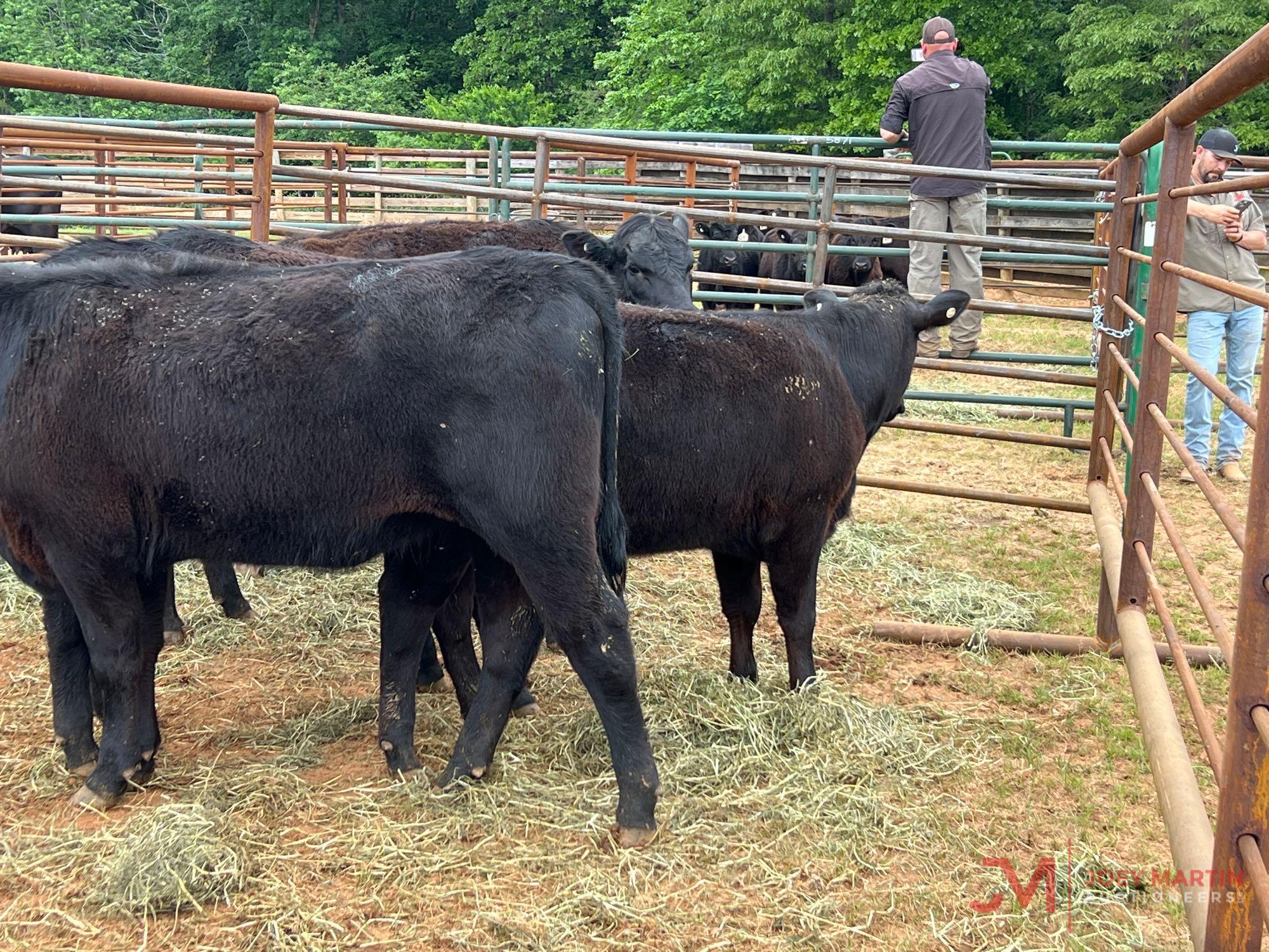 (5) ANGUS, ANGUS CROSS OPEN HEIFERS