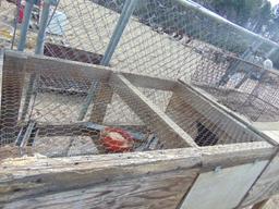 CHICKEN COUPE FISH TRAP AND,