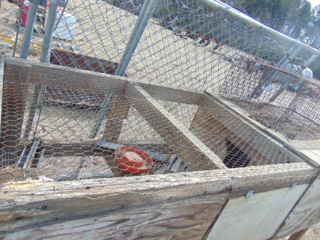 CHICKEN COUPE FISH TRAP AND,