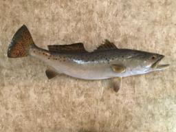 (3) Speckled Trout