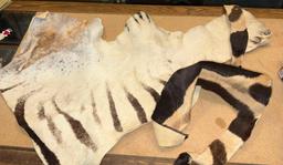 Scarce Piece of Zebra Skin & Zebra Lion skin