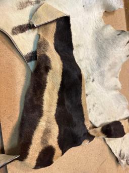 Scarce Piece of Zebra Skin & Zebra Lion skin
