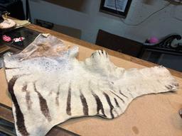 Scarce Piece of Zebra Skin & Zebra Lion skin