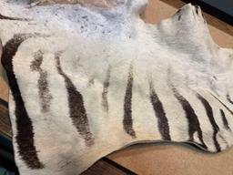 Scarce Piece of Zebra Skin & Zebra Lion skin