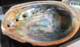2 large Abalone Shells