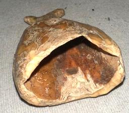Scarce Old Nearly Complete Inuit Ivory Box in the Form of a Whales Tail