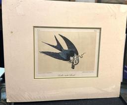 Swallow Tailed Hank Rare Print