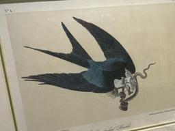 Swallow Tailed Hank Rare Print