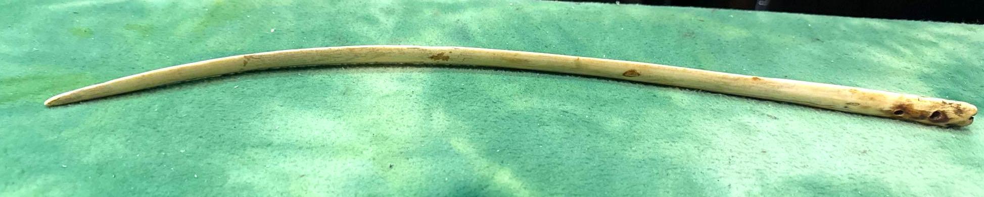 RARE Eskimo Snow Knife- Walrus Ivory- HUGE