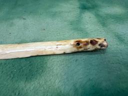 RARE Eskimo Snow Knife- Walrus Ivory- HUGE