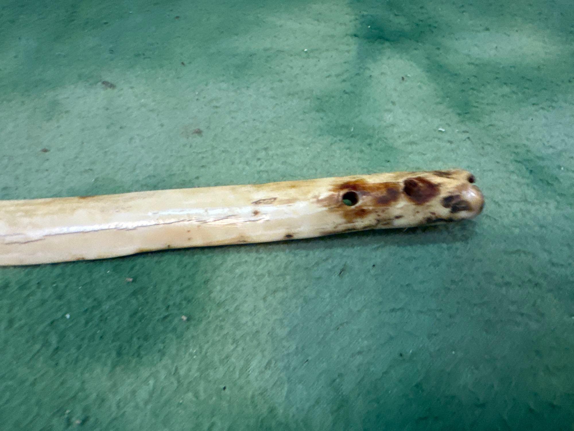 RARE Eskimo Snow Knife- Walrus Ivory- HUGE