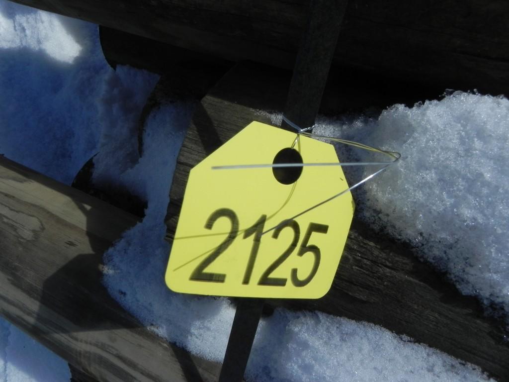 Pressure Treated Fence Post