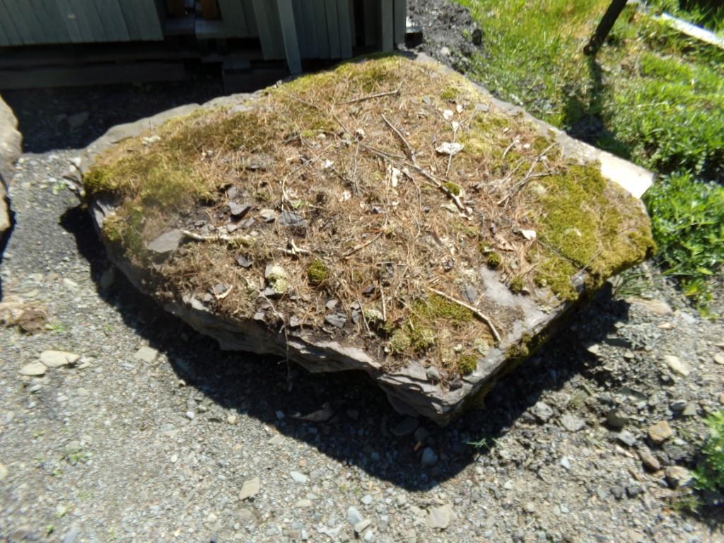 Old Moss Boulder-4' X 4' X 8''