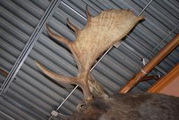 LARGE MOUNTED TAXIDERMY MOOSE HEAD