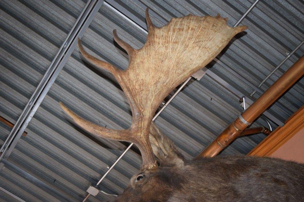 LARGE MOUNTED TAXIDERMY MOOSE HEAD