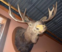 LARGE MOUNTED TAXIDERMY MOOSE HEAD