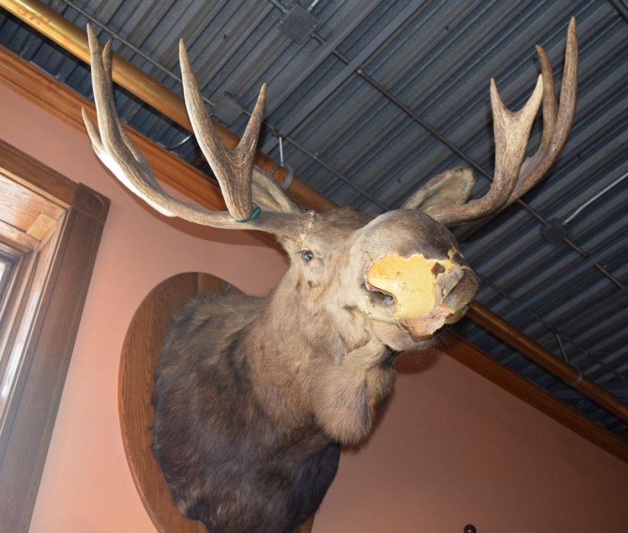LARGE MOUNTED TAXIDERMY MOOSE HEAD