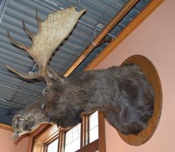 LARGE MOUNTED TAXIDERMY MOOSE HEAD