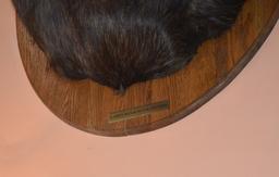 LARGE MOUNTED TAXIDERMY MOOSE HEAD