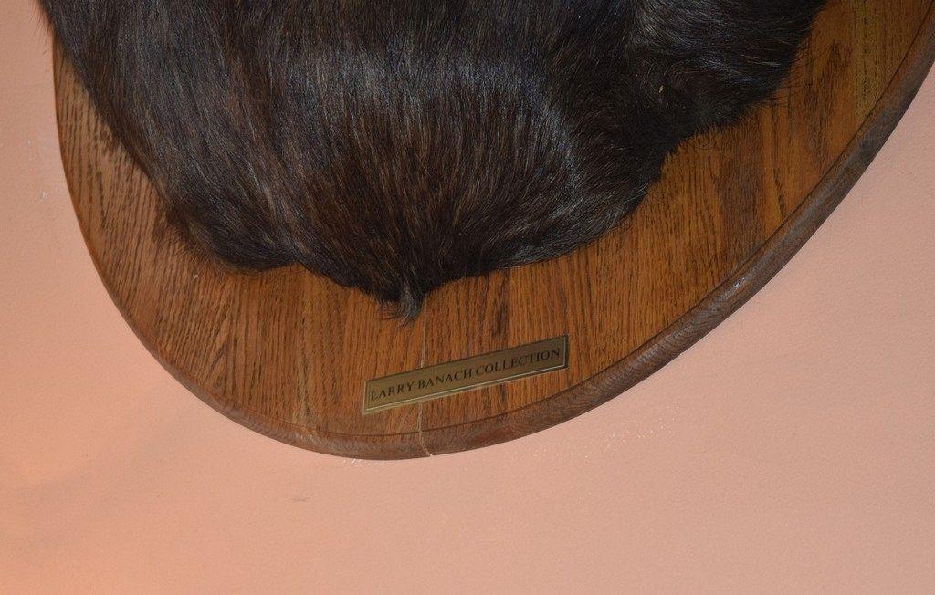 LARGE MOUNTED TAXIDERMY MOOSE HEAD