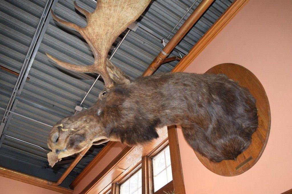 LARGE MOUNTED TAXIDERMY MOOSE HEAD