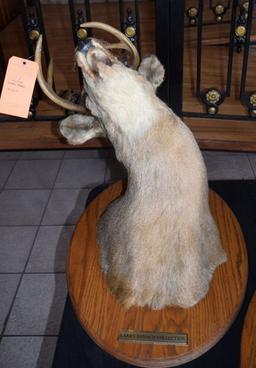 MOUNTED TAXIDERMY DEER HEAD, 12 POINT
