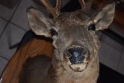 MOUNTED TAXIDERMY DEER HEAD, 12 POINT