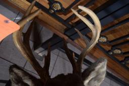 MOUNTED TAXIDERMY DEER HEAD, 12 POINT