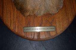MOUNTED TAXIDERMY DEER HEAD, 12 POINT