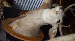 MOUNTED TAXIDERMY DEER HEAD, 10 POINT