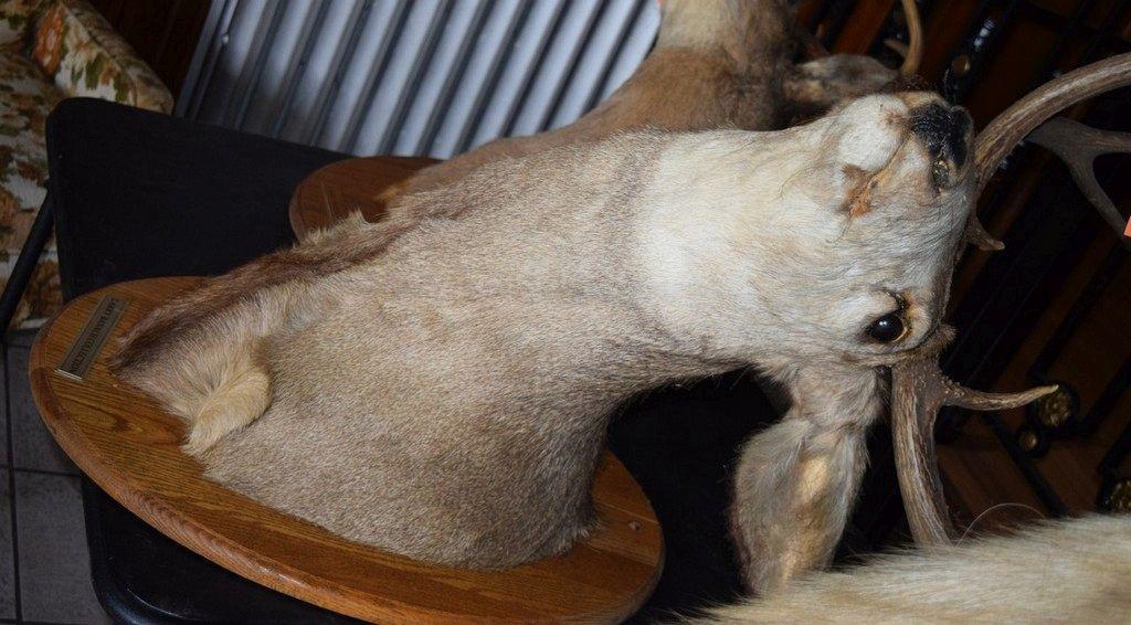 MOUNTED TAXIDERMY DEER HEAD, 10 POINT