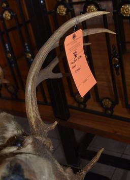 MOUNTED TAXIDERMY DEER HEAD, 10 POINT