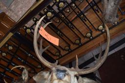 MOUNTED TAXIDERMY DEER HEAD, 10 POINT