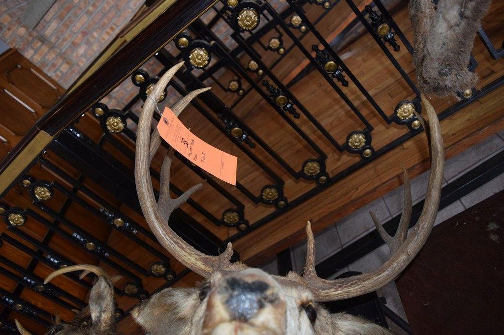 MOUNTED TAXIDERMY DEER HEAD, 10 POINT
