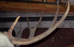 MOUNTED TAXIDERMY DEER HEAD, 10 POINT