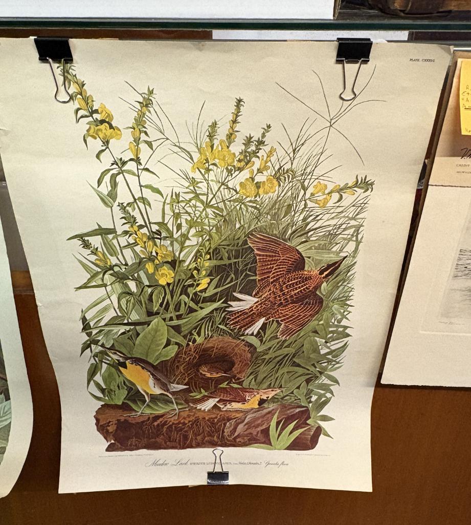 AUDUBON MEADOWLARK PRINT, NO. 28/ PLATE CXXXVL, 24" X 18"
