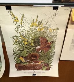 AUDUBON MEADOWLARK PRINT, NO. 28/ PLATE CXXXVL, 24" X 18"