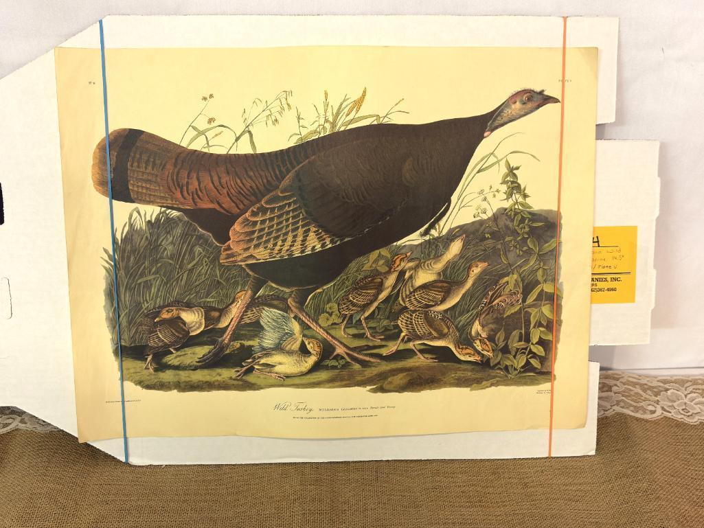 WILD TURKEY PRINT BY JOHN J AUDUBON, NO. 11/ PLATE V, 14.5" X 19.5"