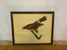 VINTAGE PRINT "LOUISIANA HAWK #1" BY ARTIST JOHN JAMES AUDUBON, NO. 79/ PLATE CCCXC11,