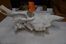 BOVINE SKULL WITH TEETH