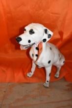 DALMATION STATUE, 26"T